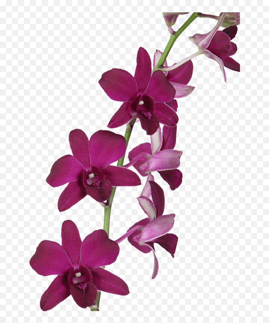 Dark Purple Dendrobium Orchids In Bulk - Dark Purple Purple Orchid Flower Emoji,What Emotions Tell Us About Time Droit Violet