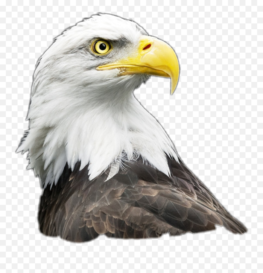 Eagle Clipart Agila - Agila Clipart Emoji,Bald Eagle Emoji