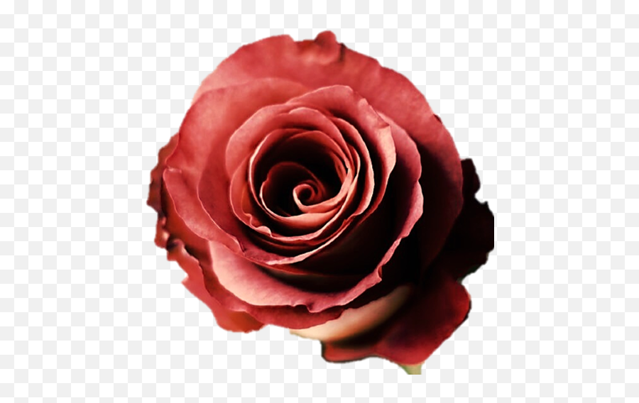 Leonides Terracotta Roses - Romantic Emoji,Rolling Roses Mixed Emotions