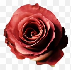 Leonides Terracotta Roses - Romantic Emoji,Rolling Roses Mixed Emotions