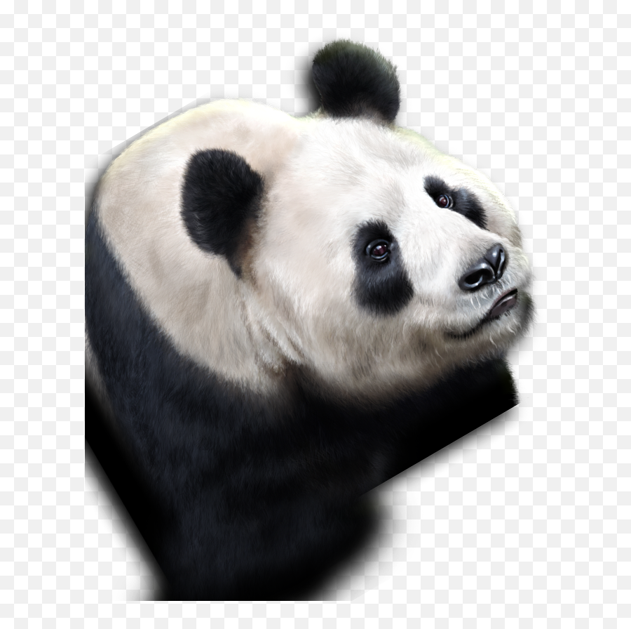 Download Pandas - Panda Full Size Png Image Pngkit Emoji,Panda Dab Emoji