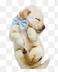 Largest Collection Of Free - Toedit Golden Retriever Stickers Emoji,Golden Retriever Emoji Gif