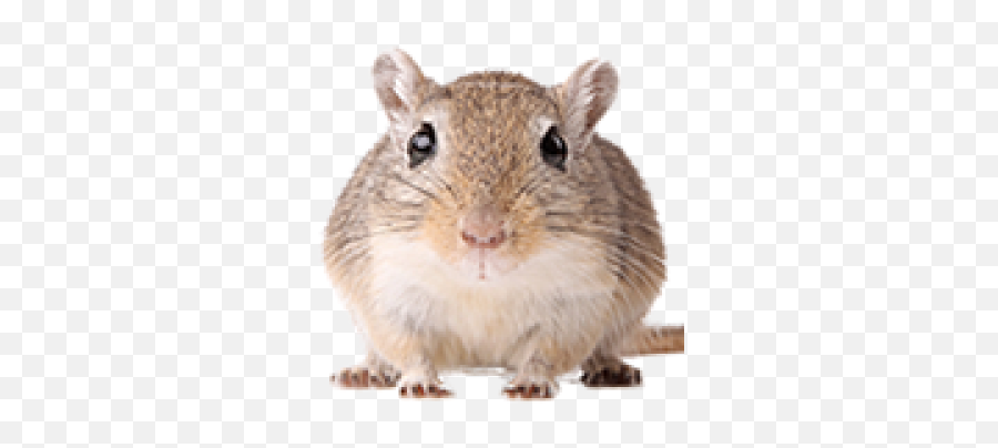 Png Images Rat And Mouse 54png Snipstock Emoji,Emotion Support Gerbil