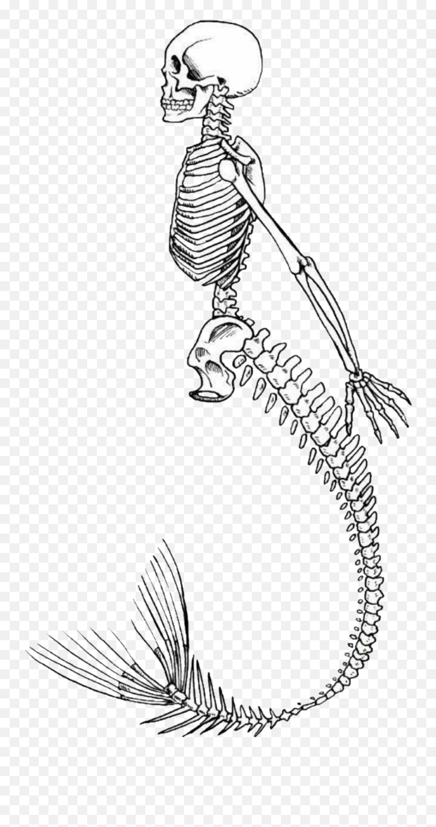 Mermaid Skeleton Sticker - Rib Emoji,Skull Fish Fish Emoji