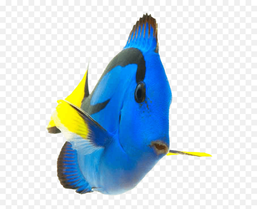 Download Fish - Coral Reef Fish Transparent Emoji,Coral Emoji