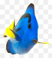 Download Fish - Coral Reef Fish Transparent Emoji,Coral Emoji