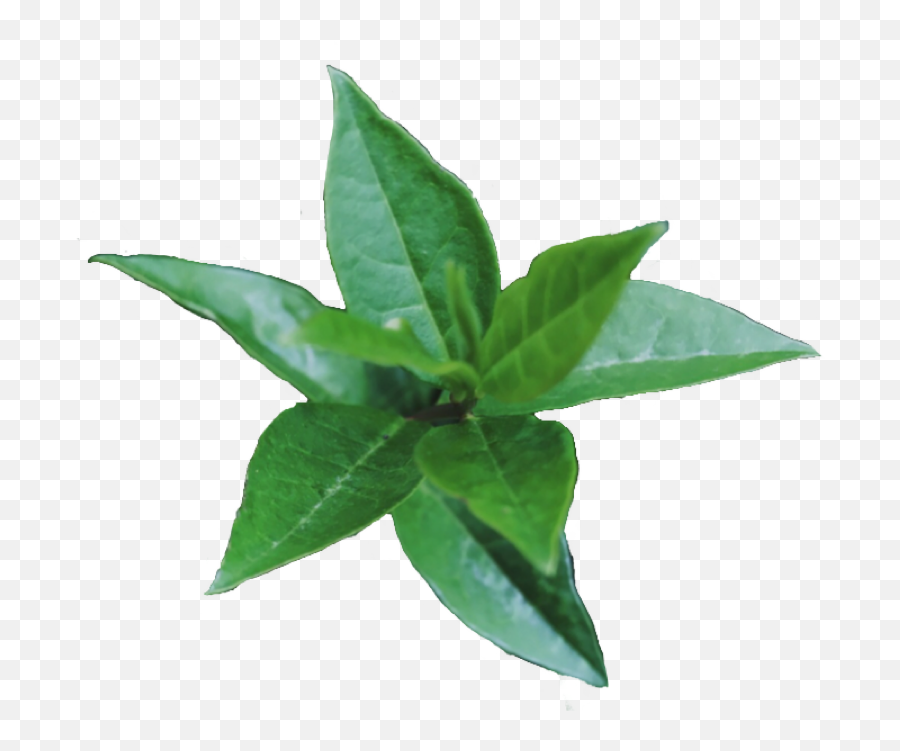 Green Greenaesthetic 315543547323211 By Riverfroggo Emoji,Basil Leaf Emoji