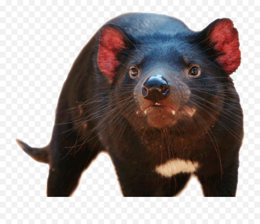 Tasmanian Devil Transparent Transparent - Tasmanian Devil Transparent Background Emoji,Tasmanian Devil Emoji