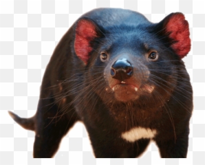 Tasmanian Devil Transparent Transparent - Tasmanian Devil Transparent Background Emoji,Tasmanian Devil Emoji