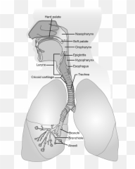 Pulmonary System Springer Publishing - Dot Emoji,Emotion Nitro Cross