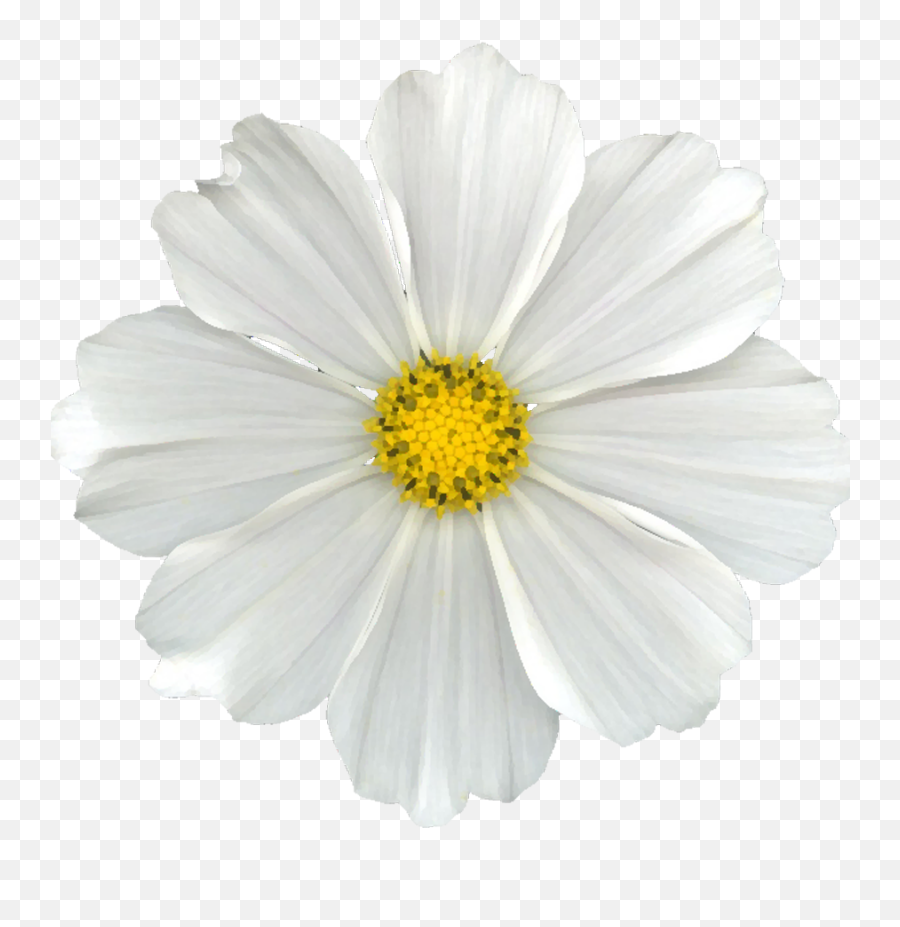 Png Flower Flower Crown Watercolor Flower - Cosmos Flower White Background Emoji,White Flower Emoji