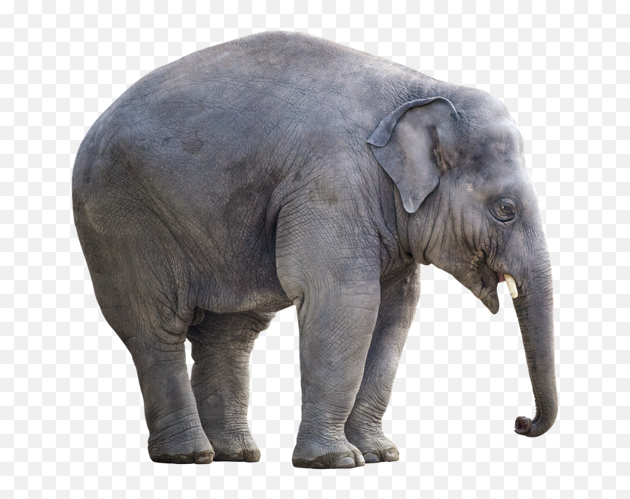 Cut Out Elephant Giant Isolated - Big Elephant With White Background Emoji,Elephant Touching Dead Elephant Emotion