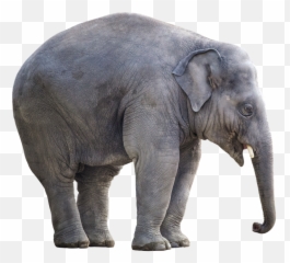 Cut Out Elephant Giant Isolated - Big Elephant With White Background Emoji,Elephant Touching Dead Elephant Emotion