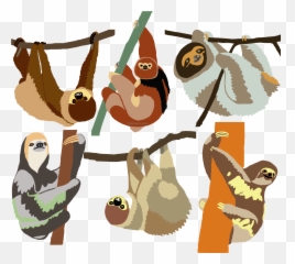 Sloth Species Distribution Map - Old World Monkeys Emoji,Sloth Emoticon Facebook