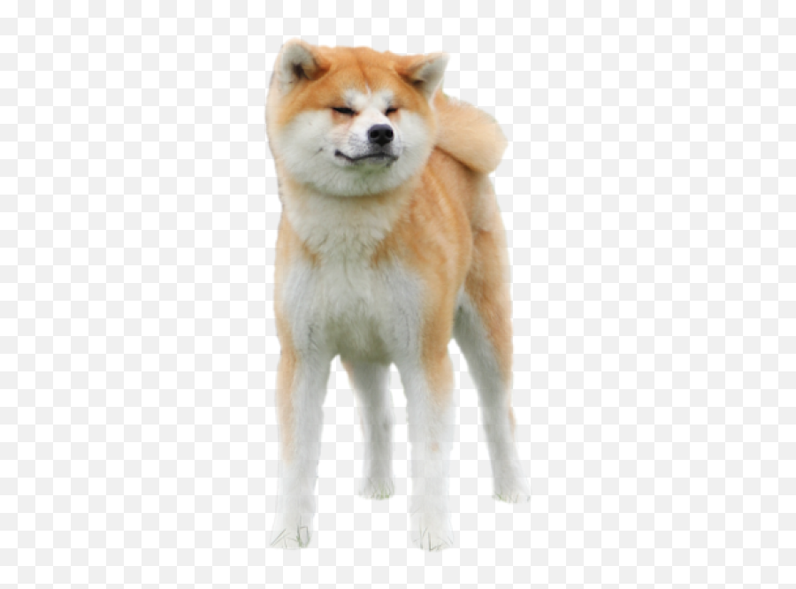 Raku Inu Emoji,Mameshiba Emoticon