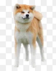 Raku Inu Emoji,Mameshiba Emoticon