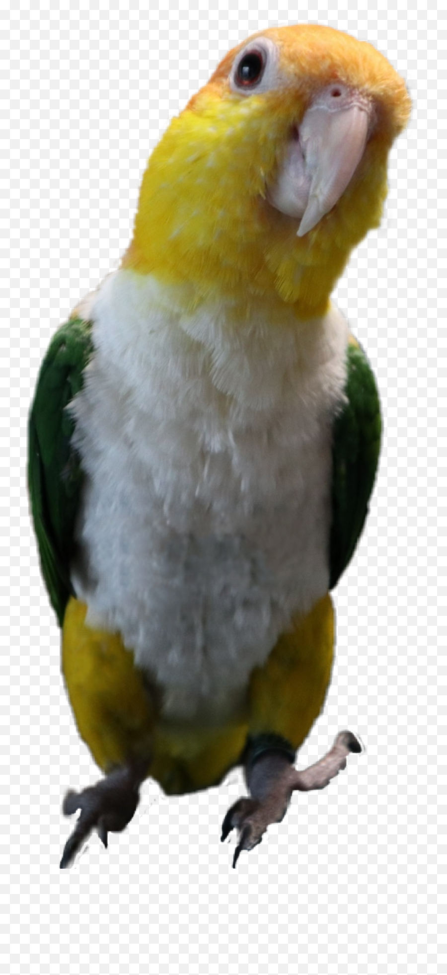 Discover Trending - Parrots Emoji,Parakeet Emoji