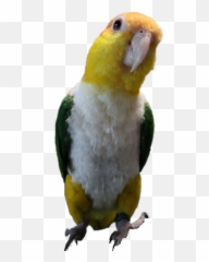 Discover Trending - Parrots Emoji,Parakeet Emoji