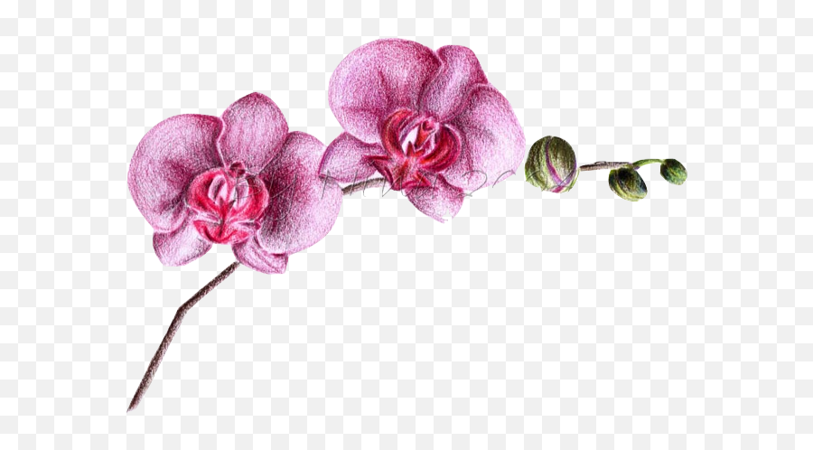 Letting Go Of Taking Things Personally - Moth Orchid Emoji,