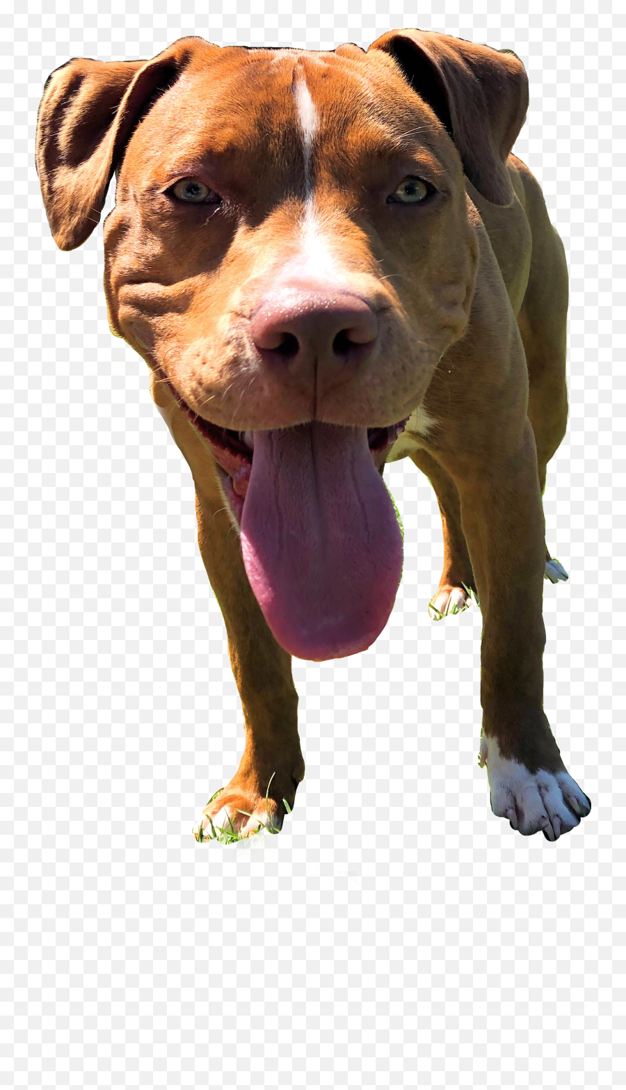 Myharley Pitbull Pitbulllove Dog - Martingale Emoji,Dog Ptbull Emojis