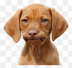 Funny Doge - Funny Dogs Emoji,Vizsla Emoji