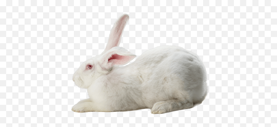 Our Products - Hypharm Ps 59 Rabbit Emoji,Monoclonal Emoji