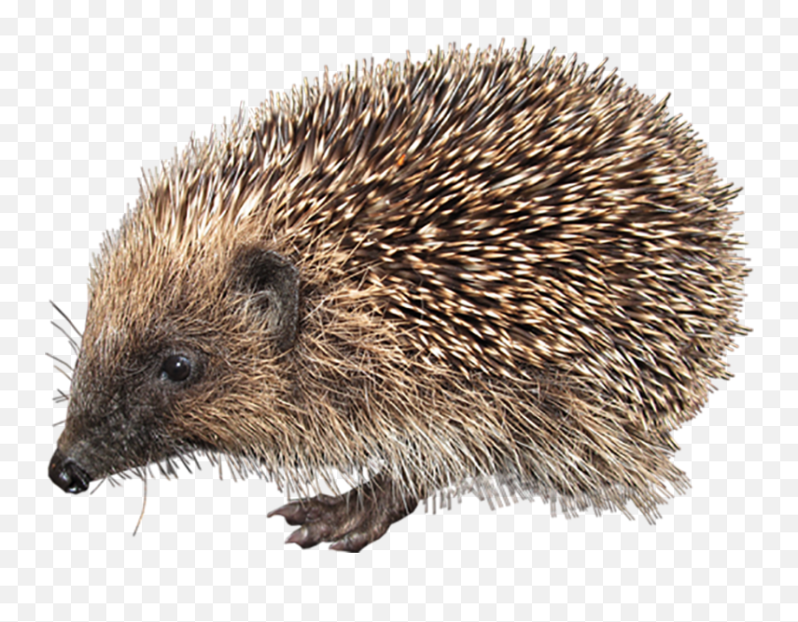 Hedgehog Png Transparent Background Free - Yourpngcom Transparent Hedgehog Png Emoji,What Does The Porxupine Emoticon