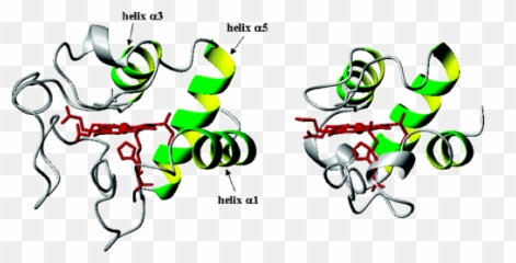 Cytochrome C Occurrence And Functions Chemical Reviews Emoji,Fist Pump Japanese Text Emoticon