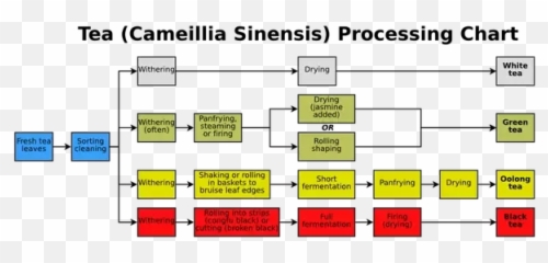 What Should Everybody Know About Tea In - Processing Of Tea Flow Chart Emoji,Alice Syfy Emotions Tea Shop