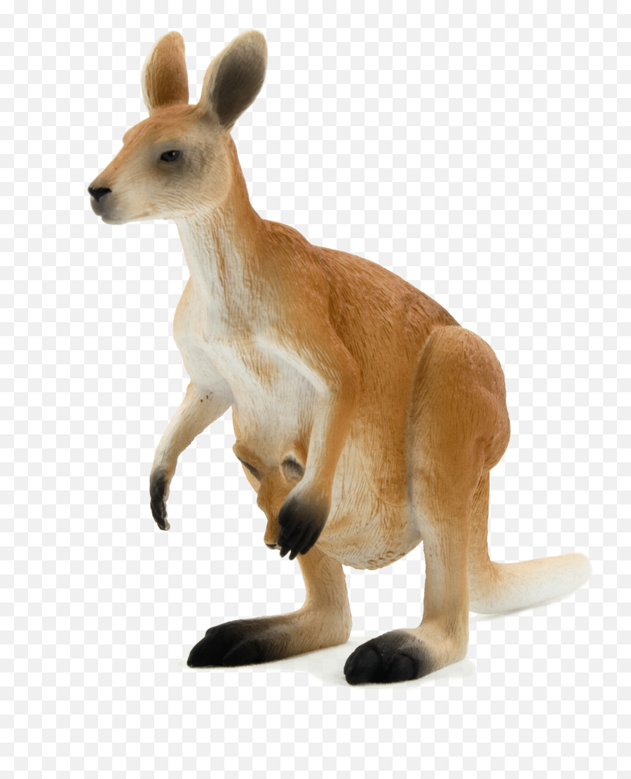 Endangered Species By Amairani Mv On Emaze - Kangaroo Figure Emoji,Kangaroo Emoticon