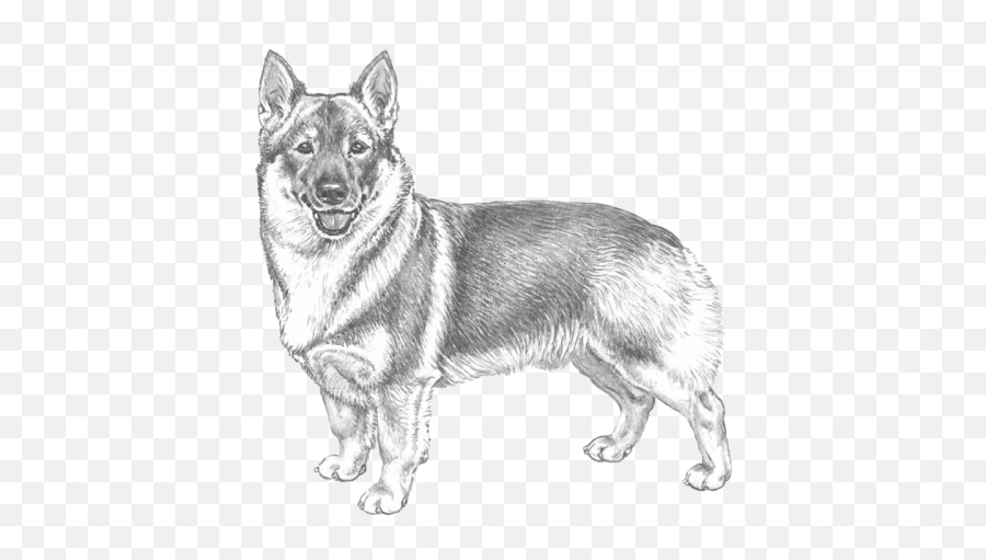 Swedish Vallhund Ras - Swedish Breeding Strategy Ras Swedish Vallhund Drawing Emoji,Dog Emoji Sketch