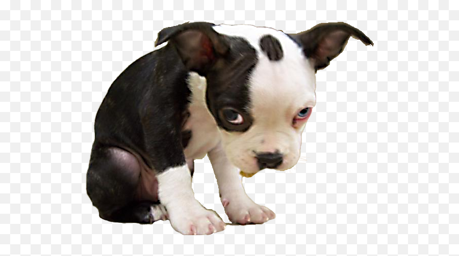 Download Hd Sad Puppy Png - Sad Puppy Face Emoji,Sad Dog Emoji