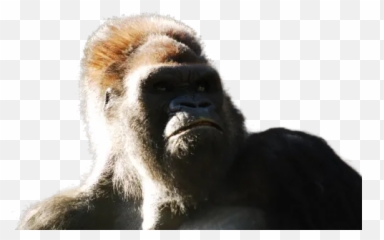 Shallow Focus Photography Of Woman Leaning On Brown Wooden Emoji,Gorillas Emotions
