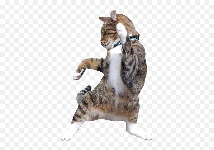 Cat Gatito Bailando Dancing Sticker By Luz De Ware - Domestic Cat Emoji,Dancing Cat Emoji