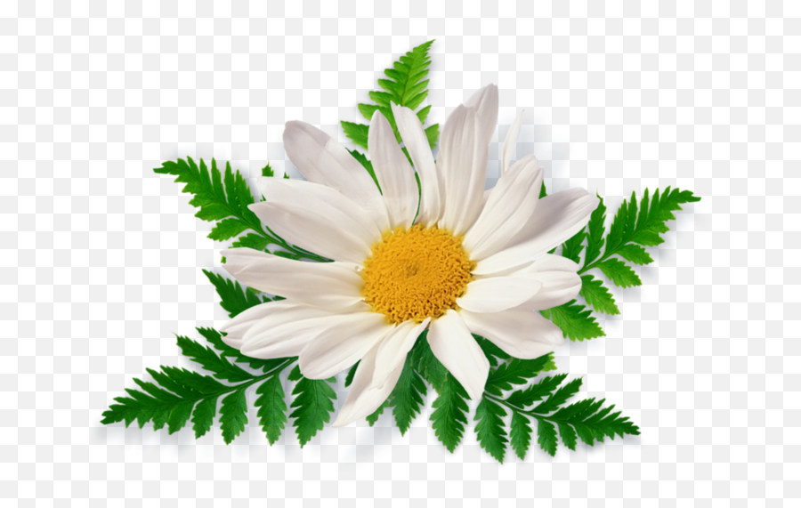 Titch Haven - Chamomile Png Emoji,Chamoile Emotions