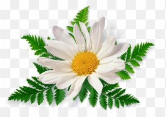 Titch Haven - Chamomile Png Emoji,Chamoile Emotions