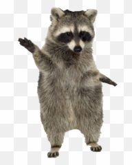 Rac Coon Sticker - Raccoon White Background Emoji,Coon Emoji