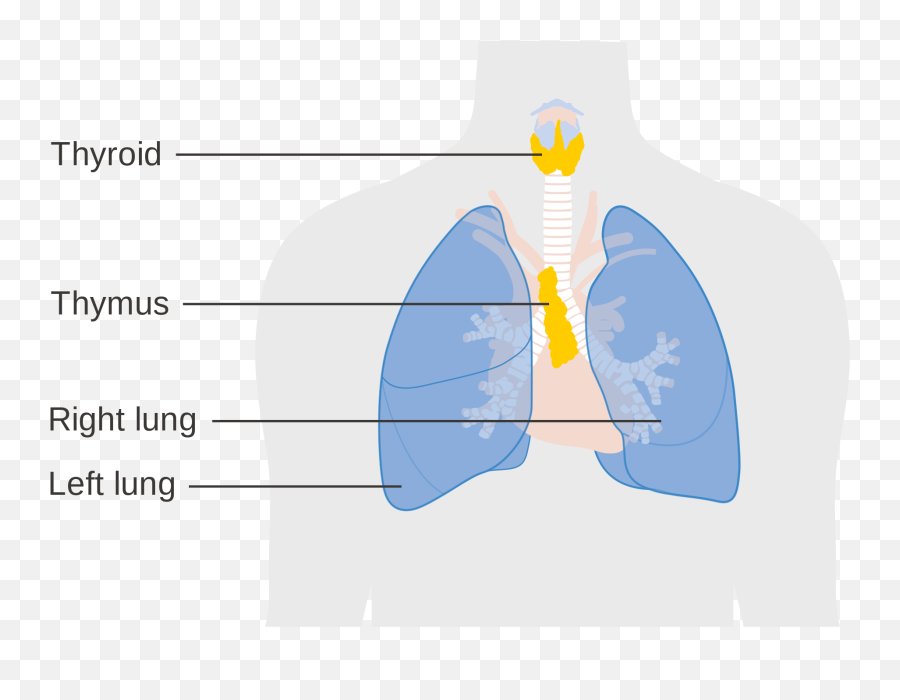 The Thymus Thump - Timoma Adalah Emoji,Bad Emotion Thump