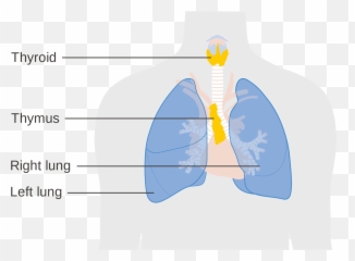 The Thymus Thump - Timoma Adalah Emoji,Bad Emotion Thump