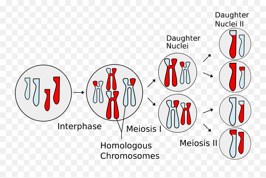 Chromosomes And Mitosis Study Guide Answers - Stages Of Meiosis Emoji,Crj's Emotion. Reply