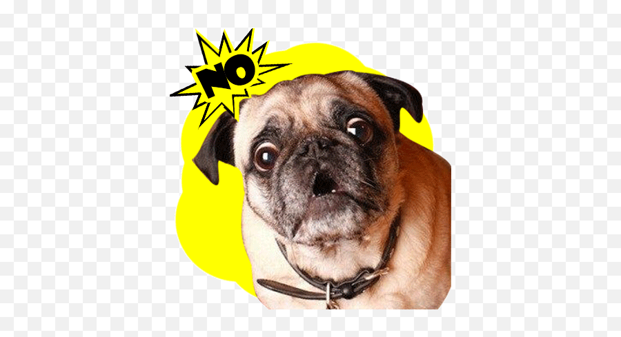 Puppyxlover On Scratch - Pug Memes Emoji,Pug Emoticons For Iphone