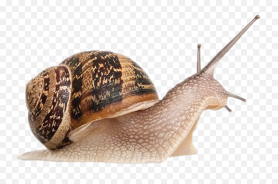 The Most Edited - Achatina Png Emoji,Can Custom Emoticons Be Used In Escargot