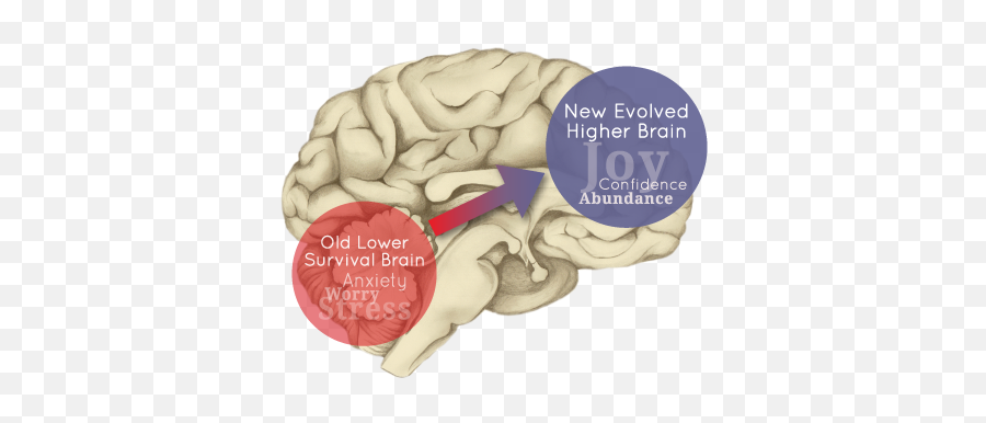 New Hope For Ptsd How Neuroscience Is Energizing The Brain - Lower And Higher Brain Emoji,The Neurobiology Of Emotion Coursebook Author