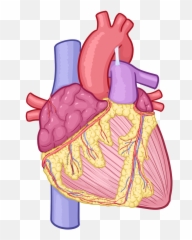 Pulse Clinical Skills Notes Osmosis Emoji,Feeble Emotions