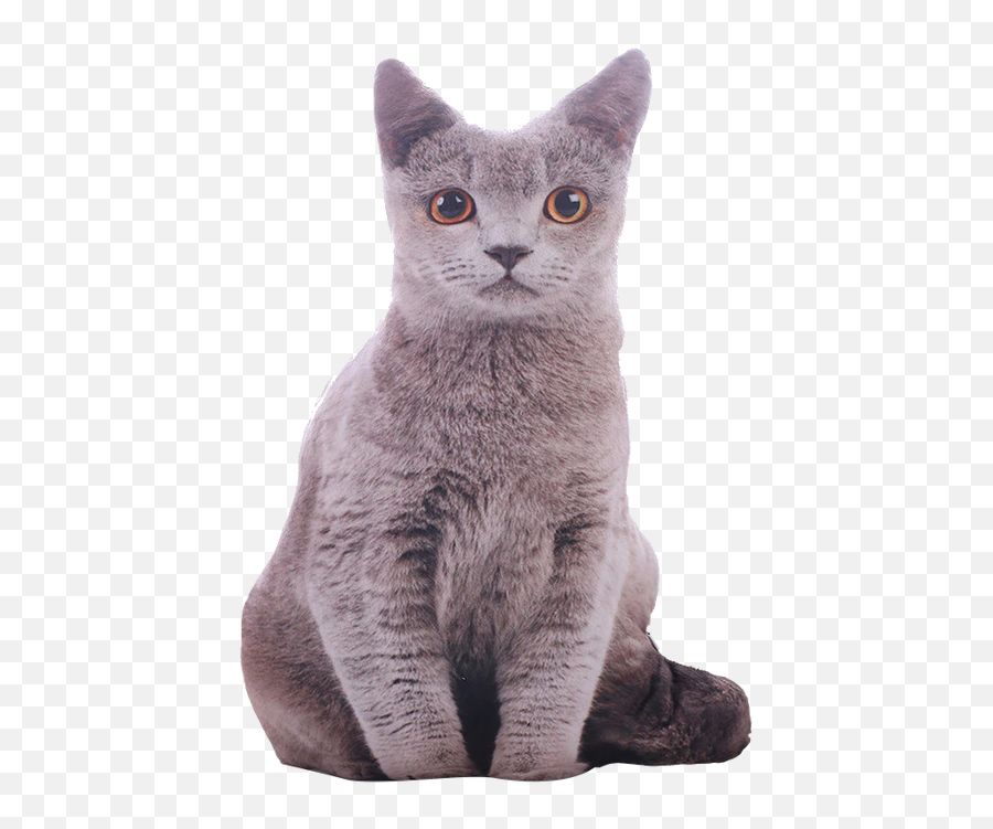 Realistic Stuffed Cat Plush Toy - Stuffed Animal Pillow Emoji,How Do You Put An Emoji On Blue Cats