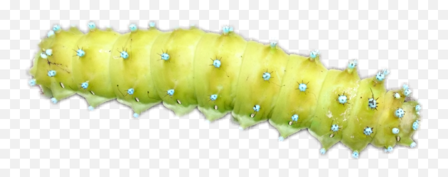 Insect Insectphotography Sticker - Parasitism Emoji,Caterpillar Emoji