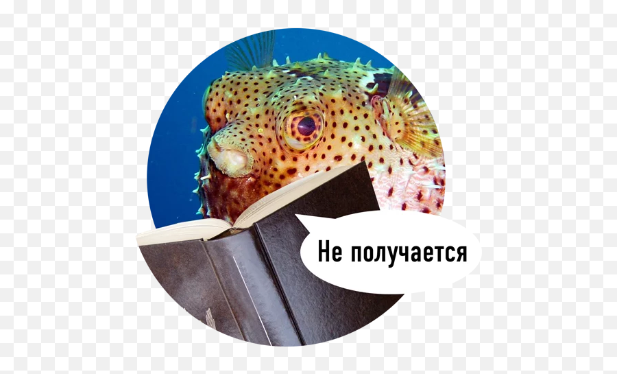 Fishes Trying To Read By Nikita Kukushkin - Puffer Fish Emoji,Pufferfish Emoji