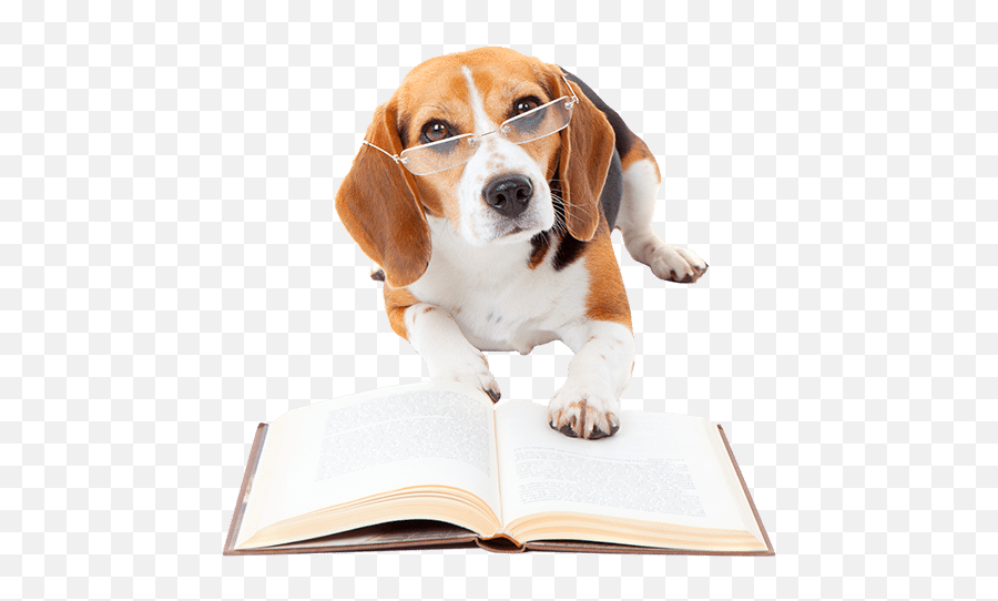 Bed Bug Detection Dog Inspection - Dog Reading Book Emoji,Beagle Puppy Emotions