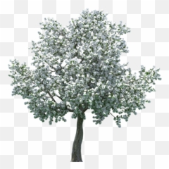 Realistic Blossom Tree Png Clip Art Emoji,Pear Emoji Transparent Background