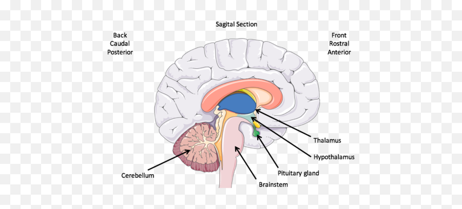 Thalamus And Hypothalamus Flashcards - Thalamus Hypothalamus Brainstem Emoji,Hypothalamus Emotions